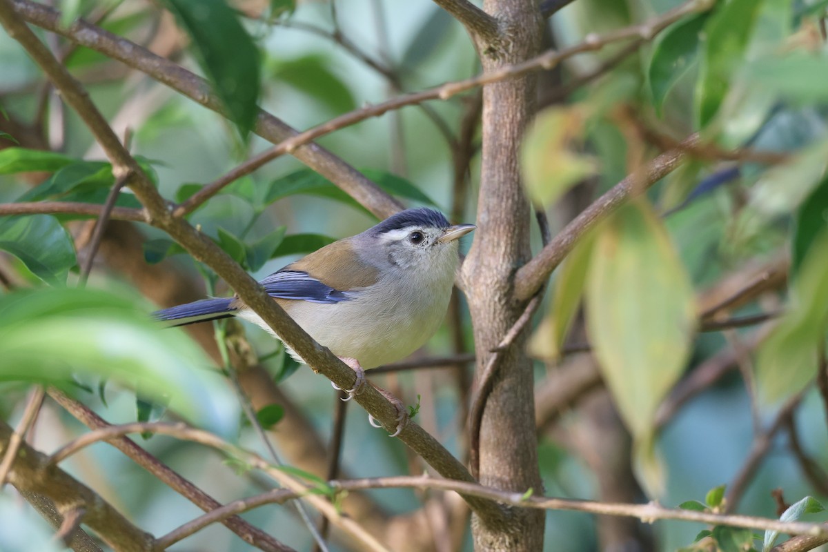 Blue-winged Minla - ML646339315