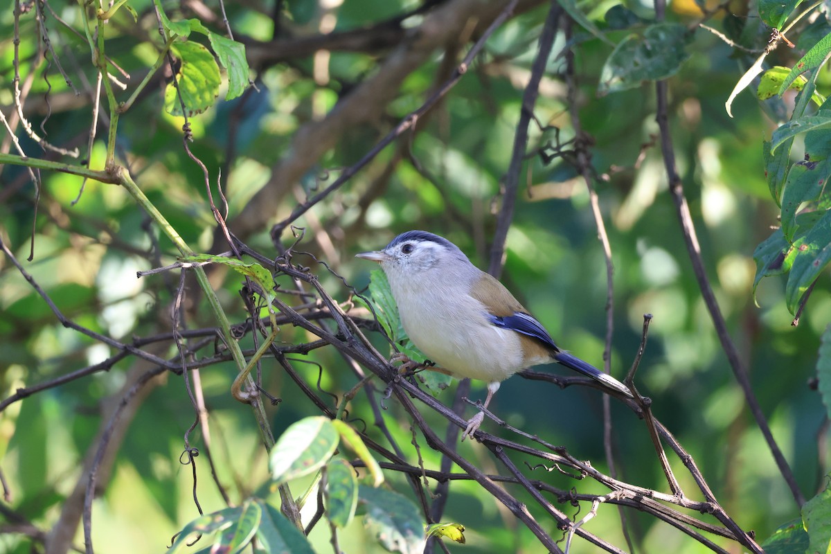 Blue-winged Minla - ML646339316