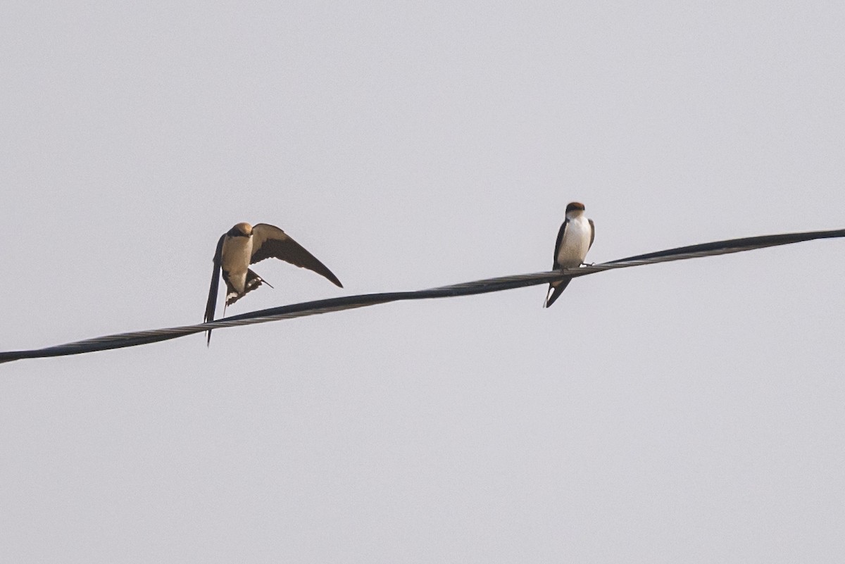 Golondrina Colilarga - ML646339317