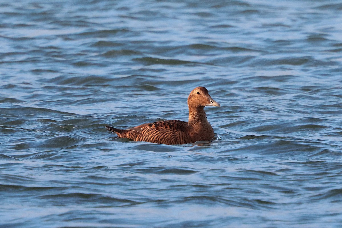 Common Eider - ML646339318