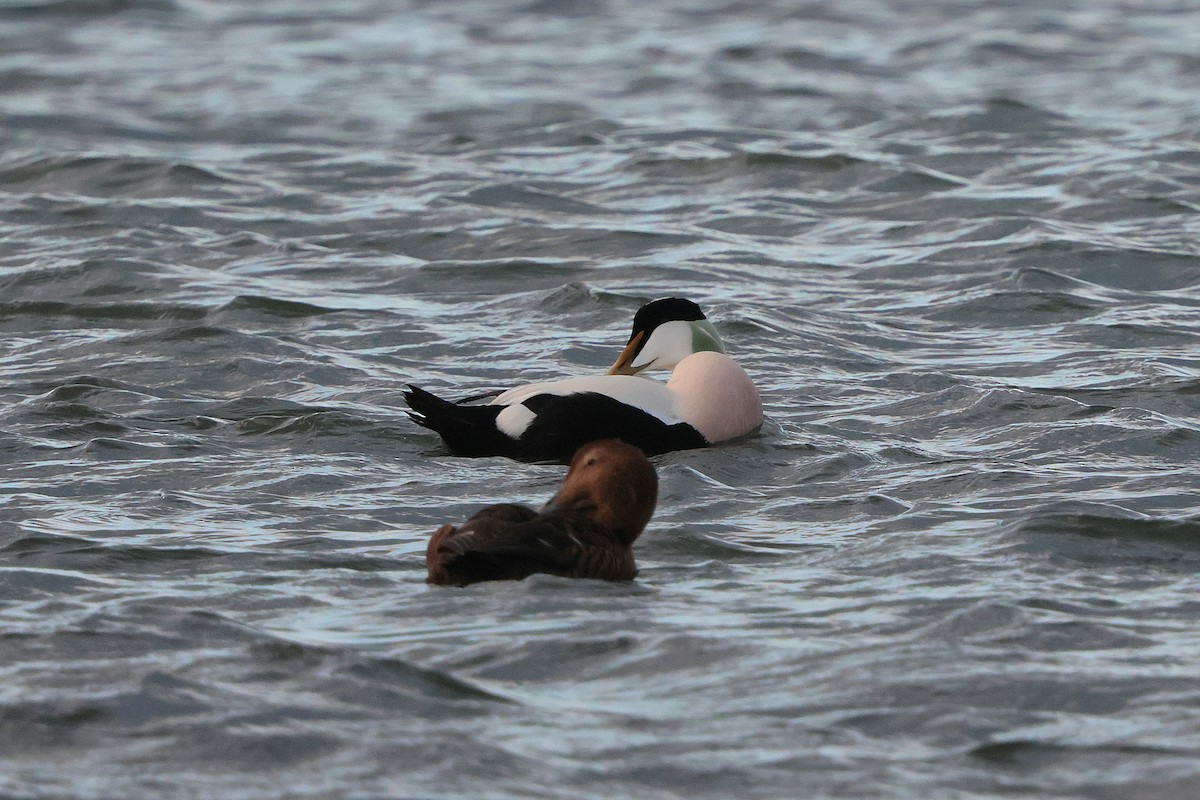 Common Eider - ML646339319