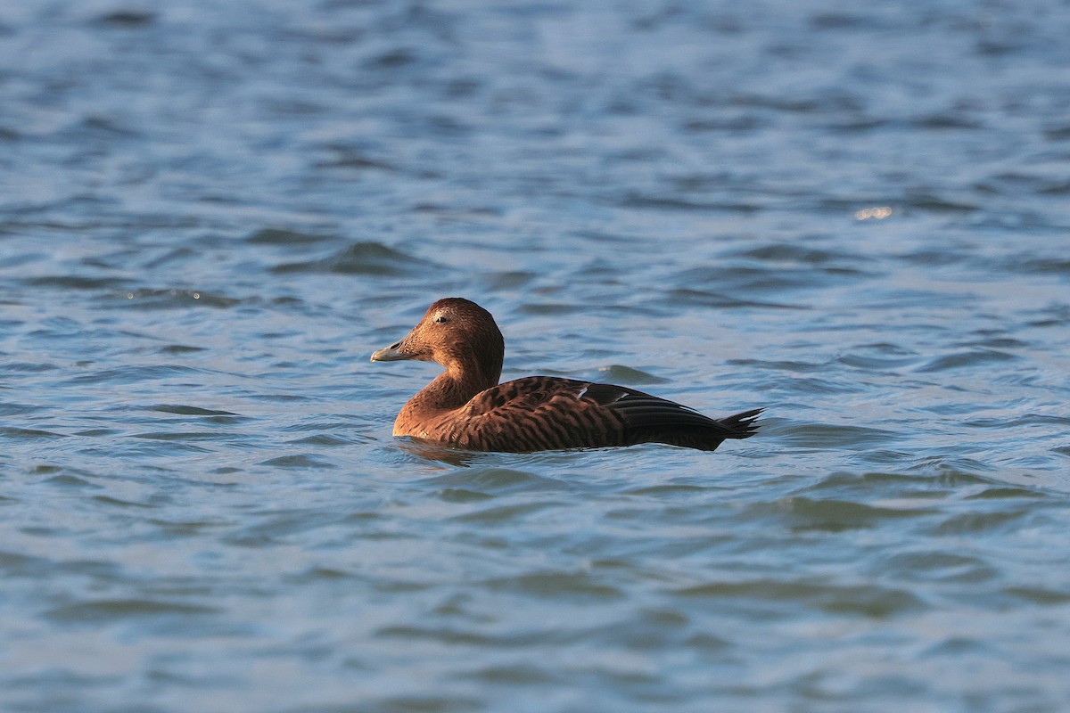 Common Eider - ML646339320