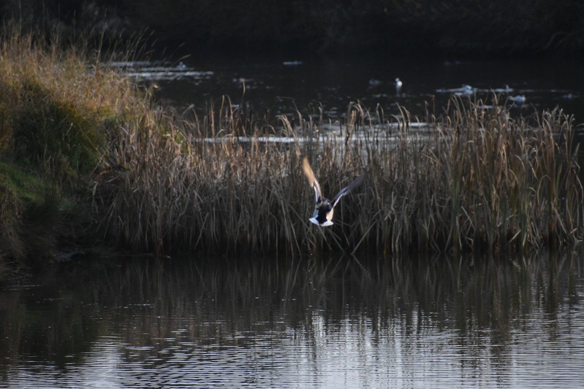 Mallard - ML646339321