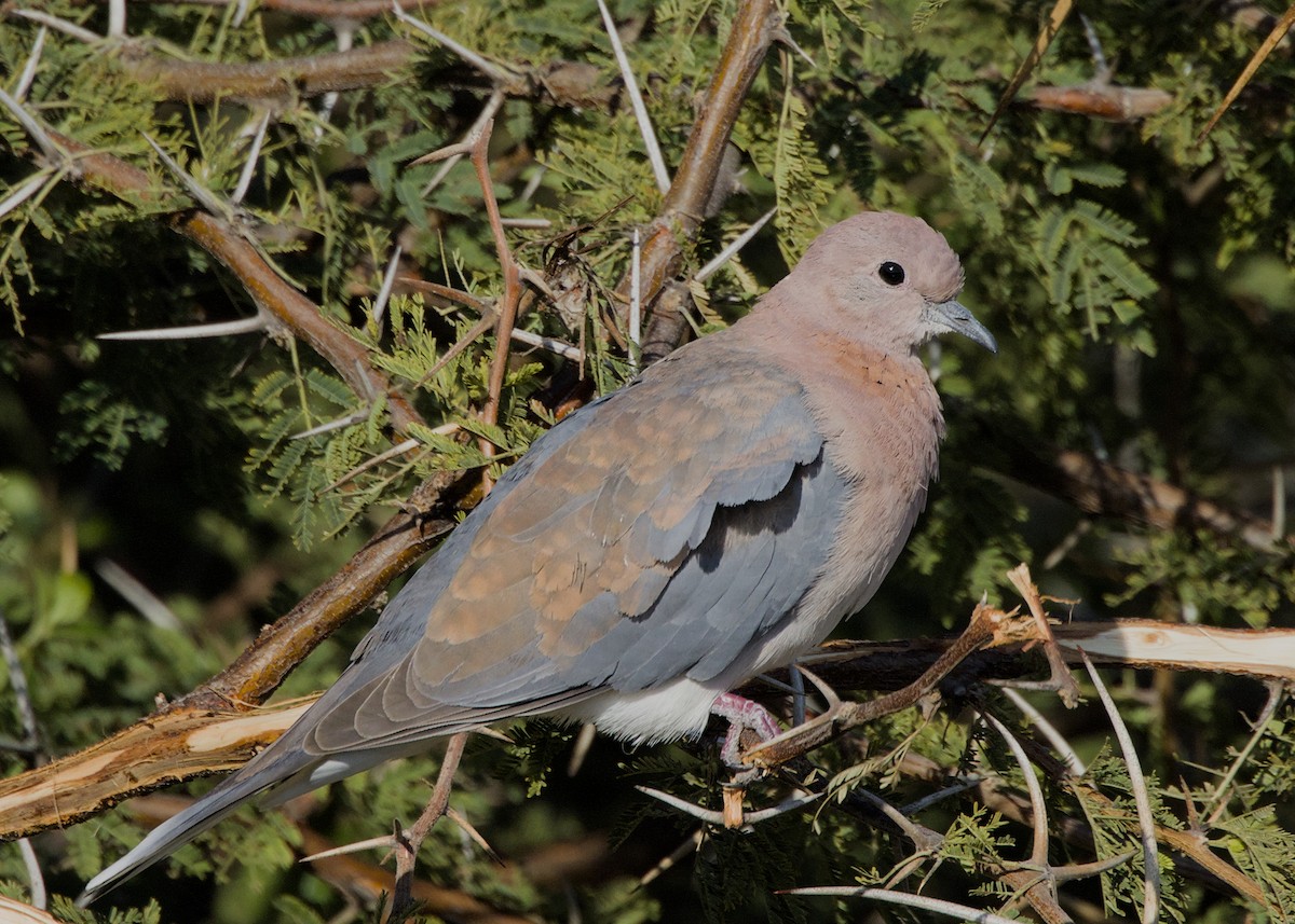 Laughing Dove - ML646339322