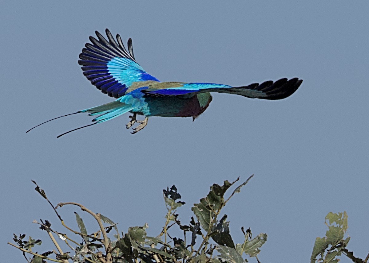 Lilac-breasted Roller (Lilac-breasted) - ML646339325
