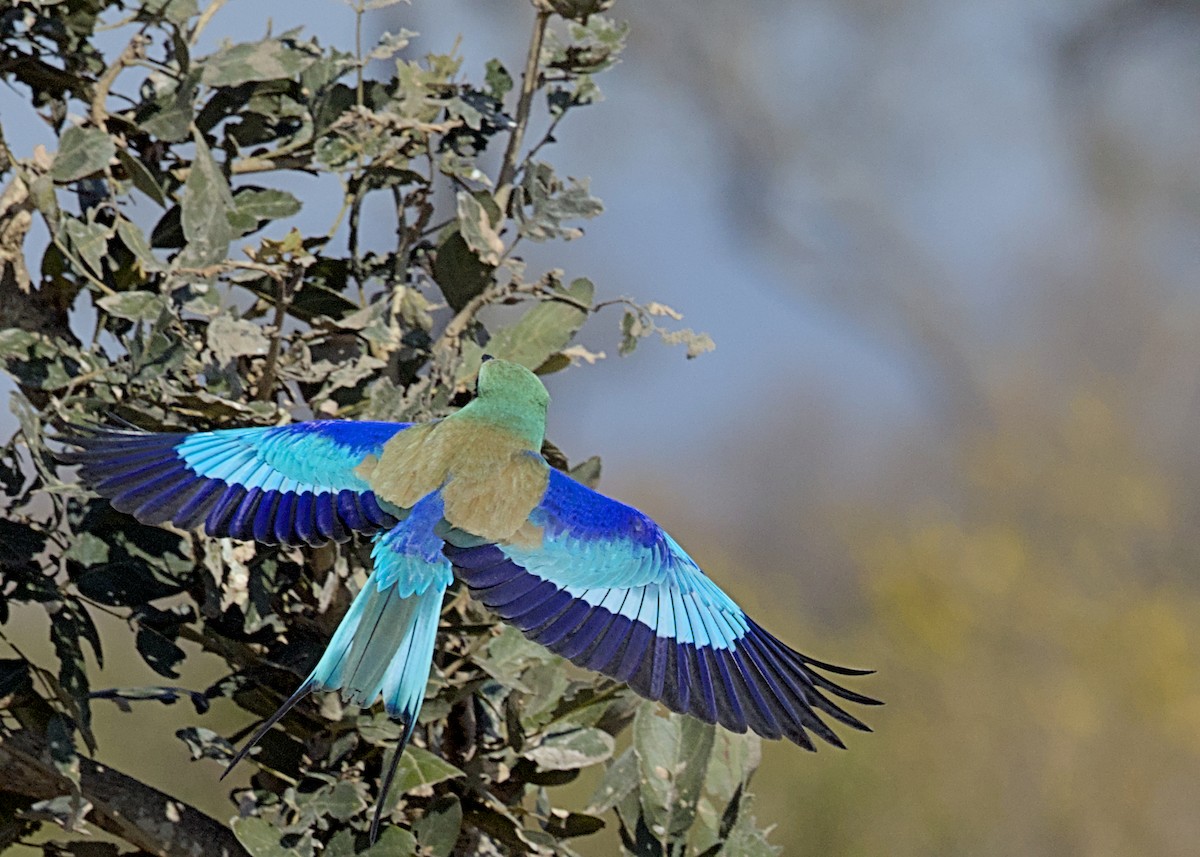 Lilac-breasted Roller (Lilac-breasted) - ML646339326