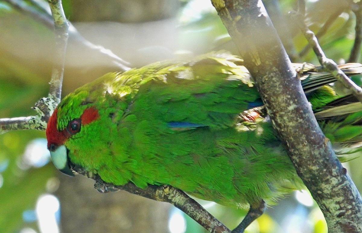 Red-crowned Parakeet - ML646339328