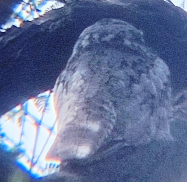 Chotacabras Hindú - ML646339333