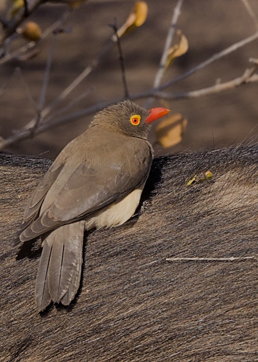 Red-billed Oxpecker - ML646339337
