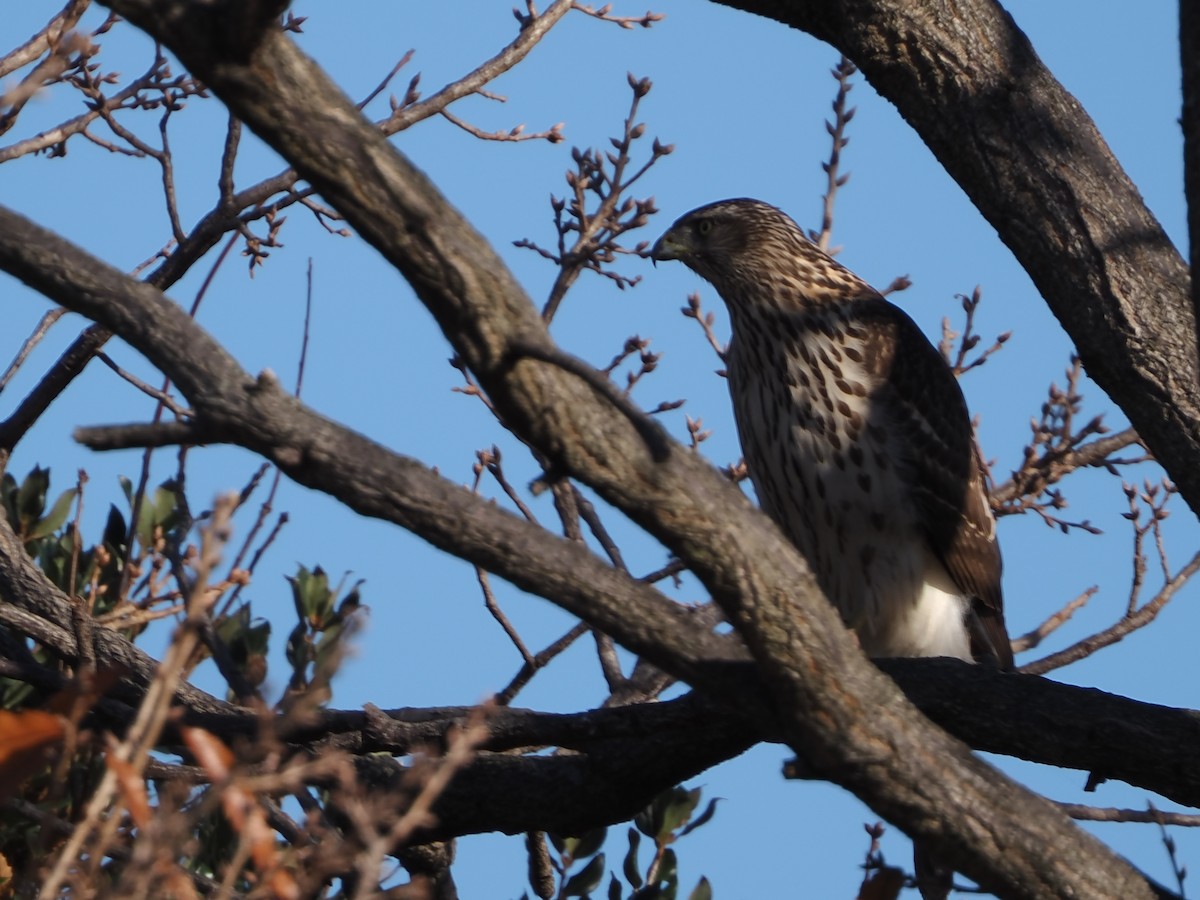 hønsehauk - ML646339338