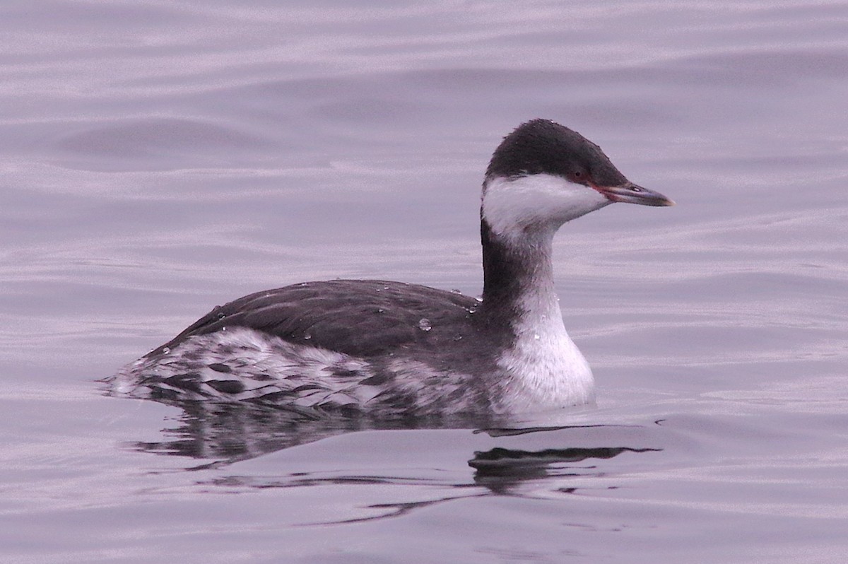 ミミカイツブリ - ML646339339