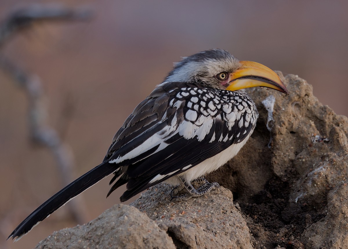 Southern Yellow-billed Hornbill - ML646339340