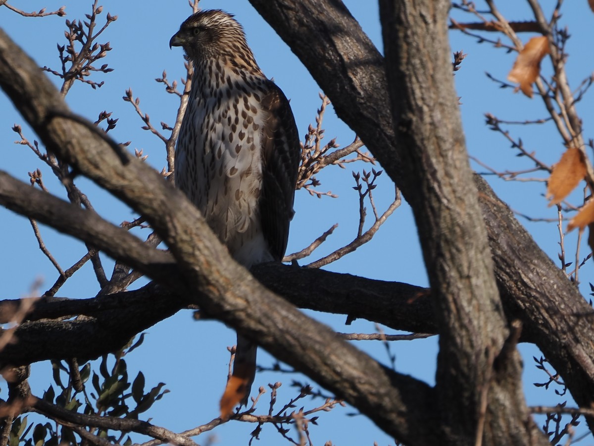 hønsehauk - ML646339341