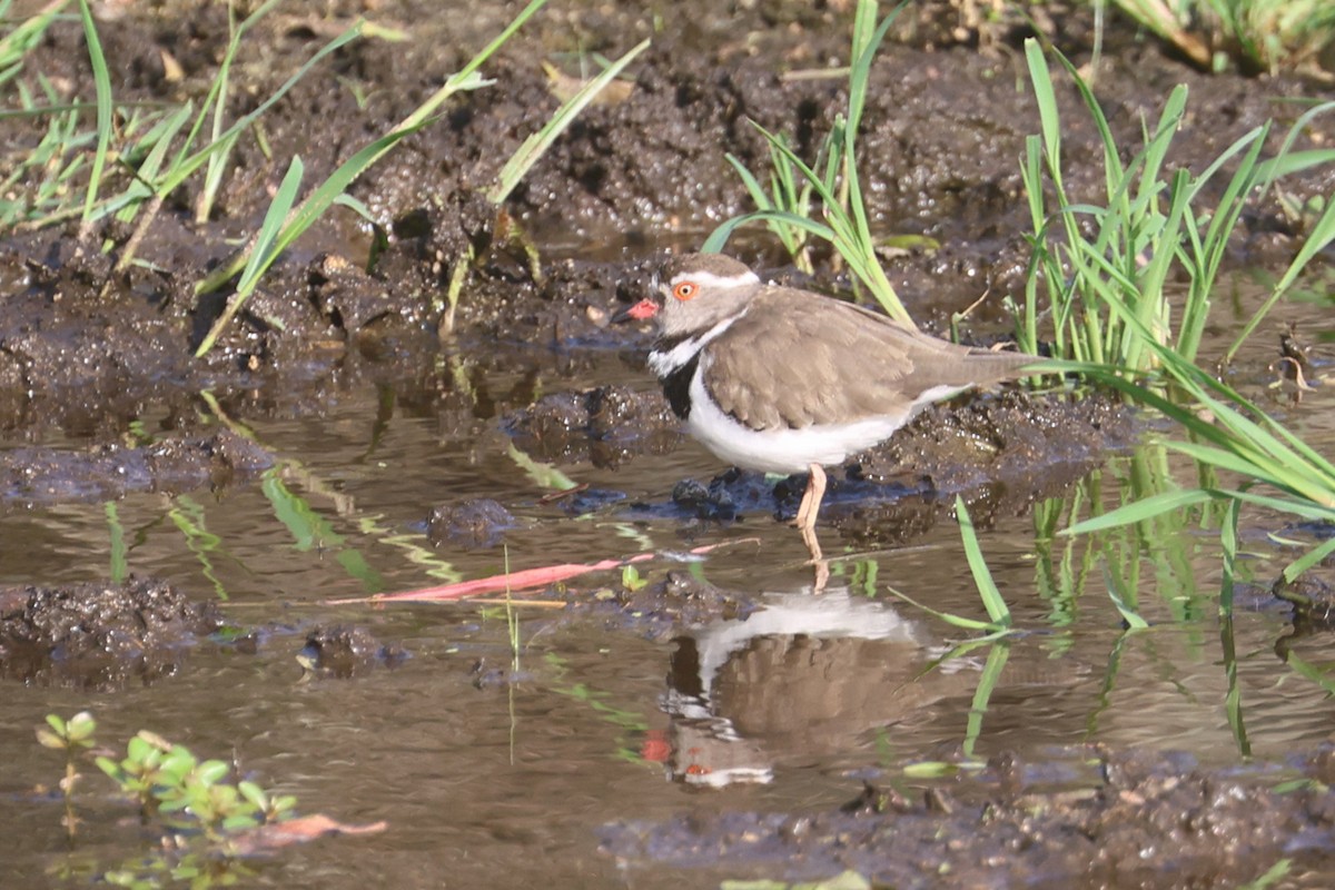 Трёхполосый зуёк - ML646339343