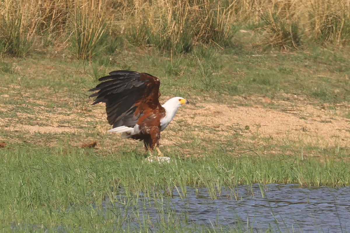 African Fish-Eagle - ML646339344