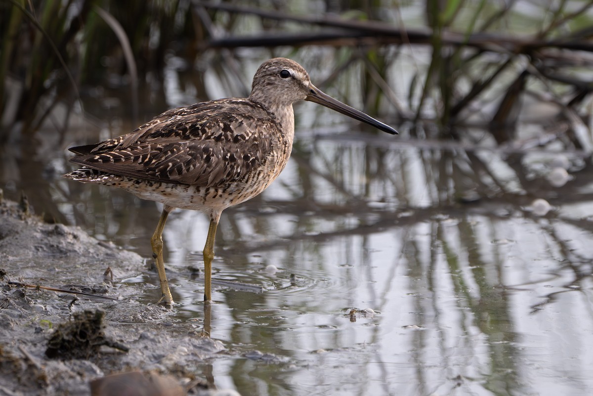 Short-billed Dowitcher - ML646339345
