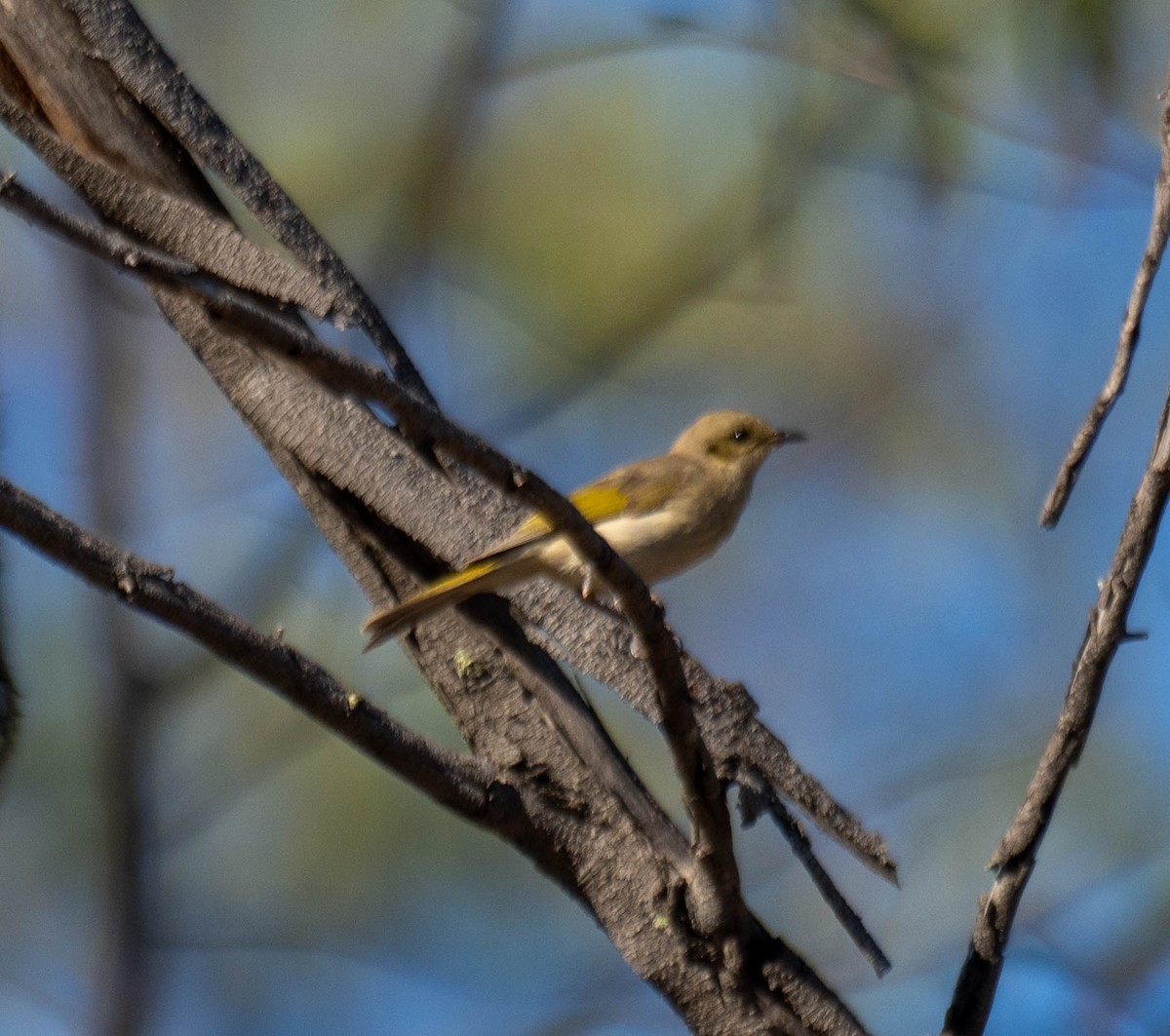 Fuscous Honeyeater - ML646339346