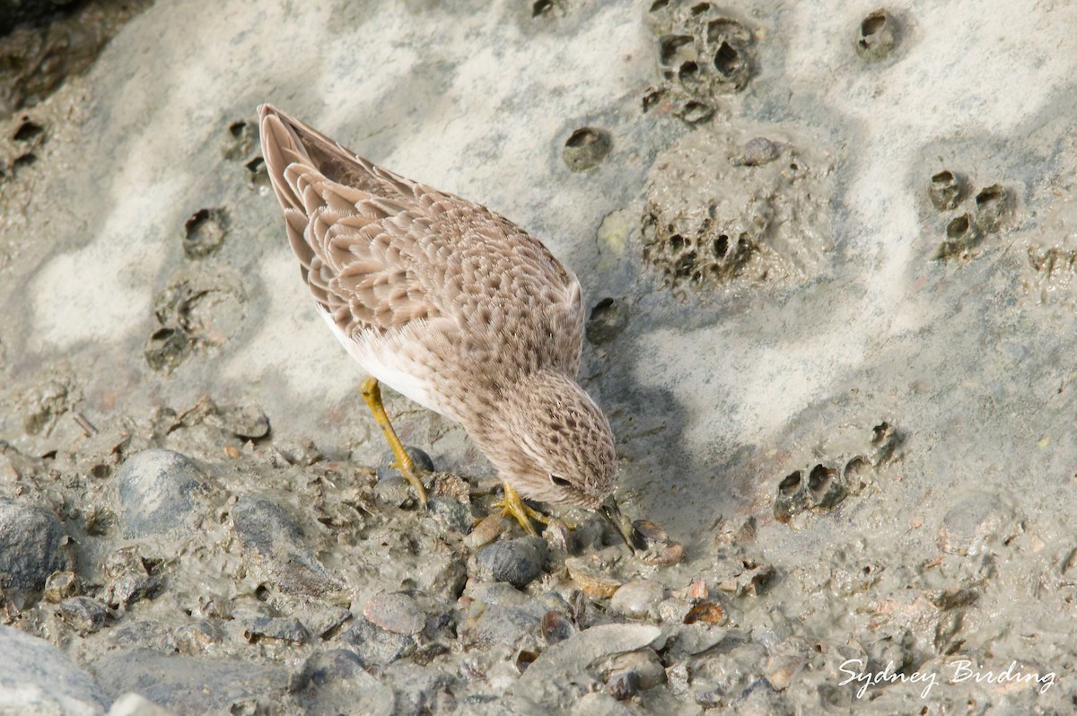 Least Sandpiper - ML646339347