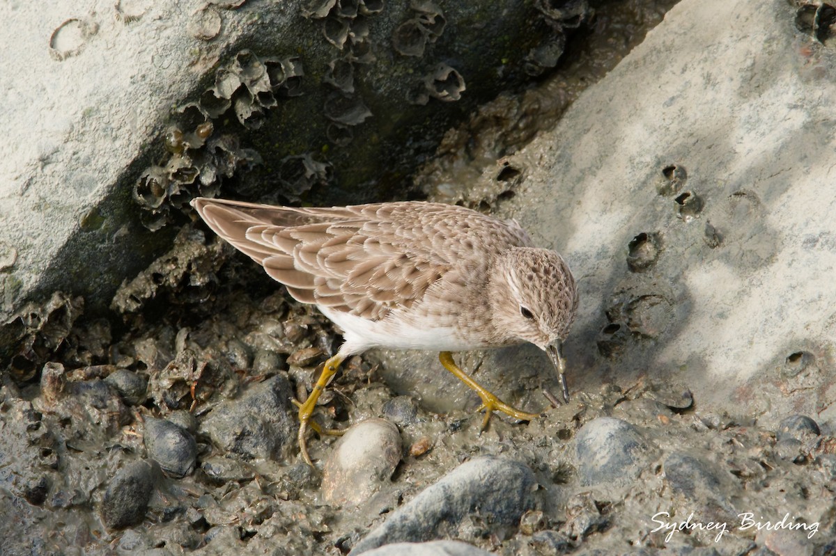 Least Sandpiper - ML646339348