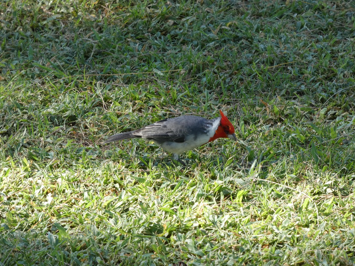 Red-crested Cardinal - ML646339349