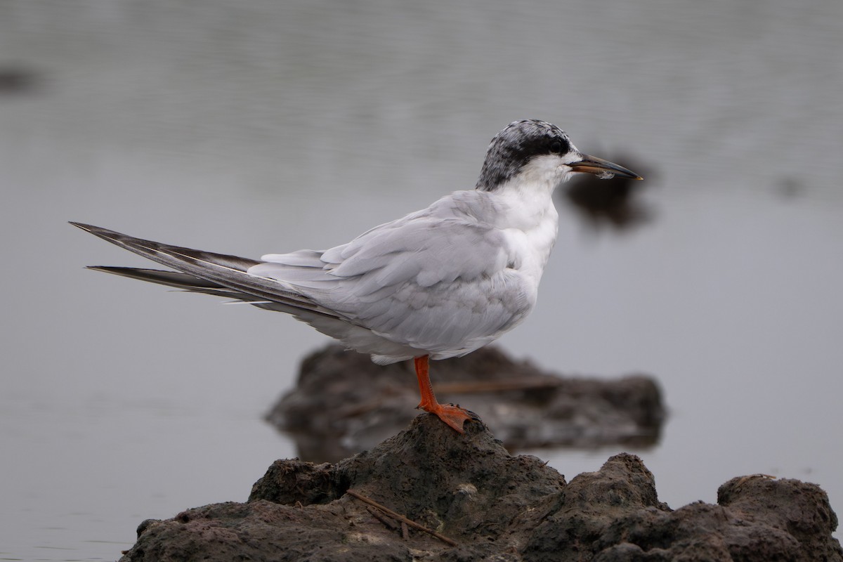 Forster's Tern - ML646339350