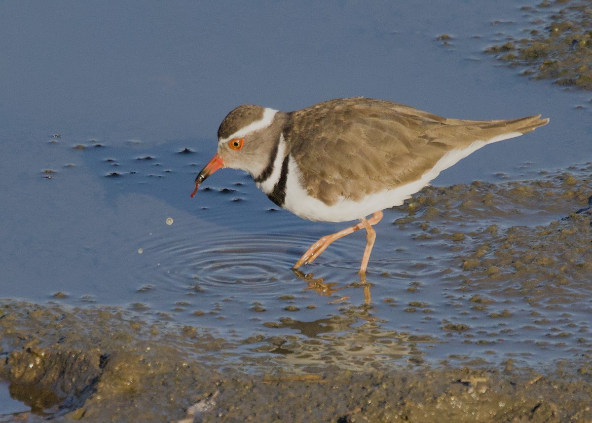 Трёхполосый зуёк (tricollaris) - ML646339352