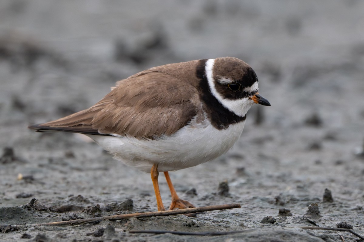 Semipalmated Plover - ML646339354