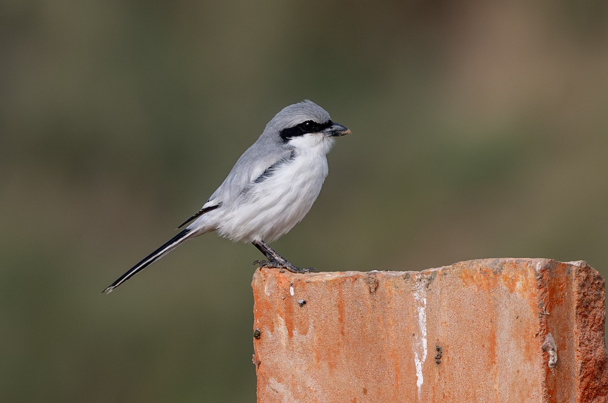 Alcaudón Norteño - ML646339355