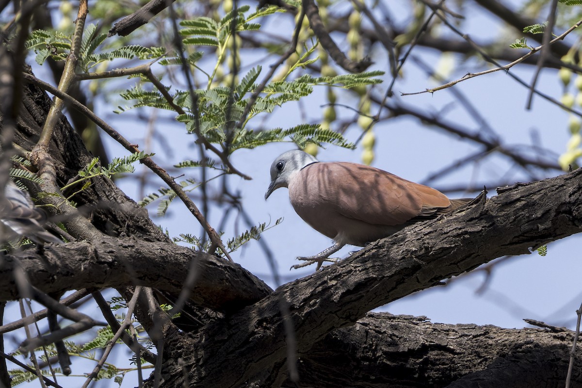 Red Collared-Dove - ML646339358