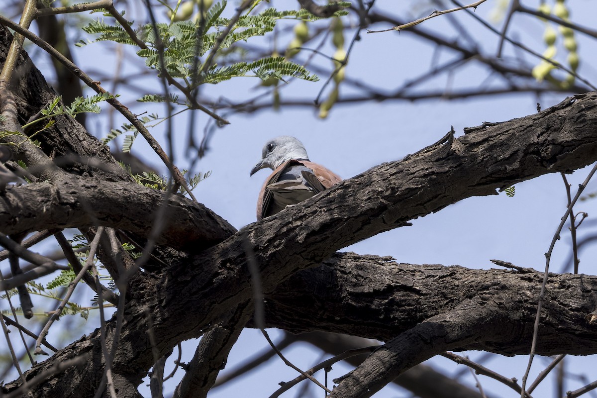 Red Collared-Dove - ML646339359