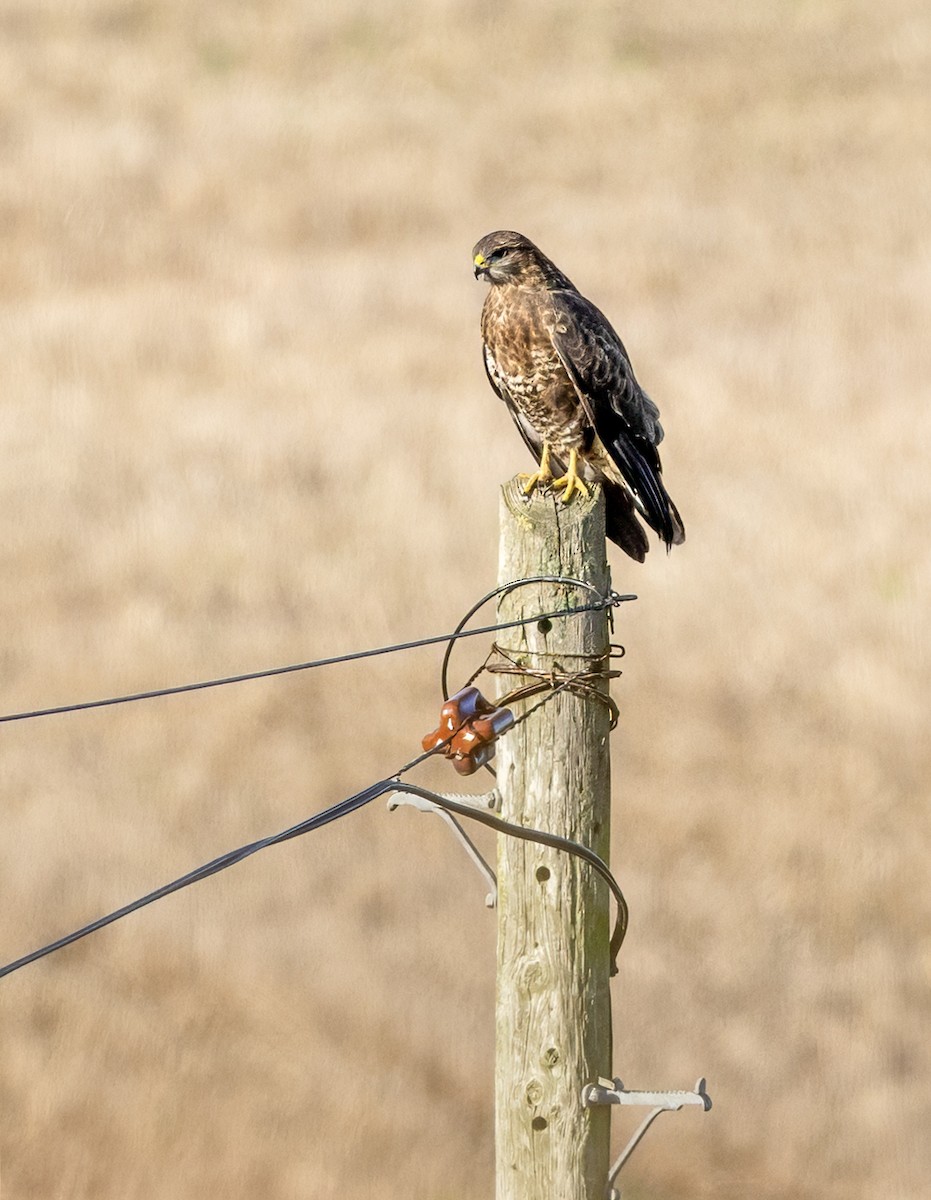 Common Buzzard - ML646339360