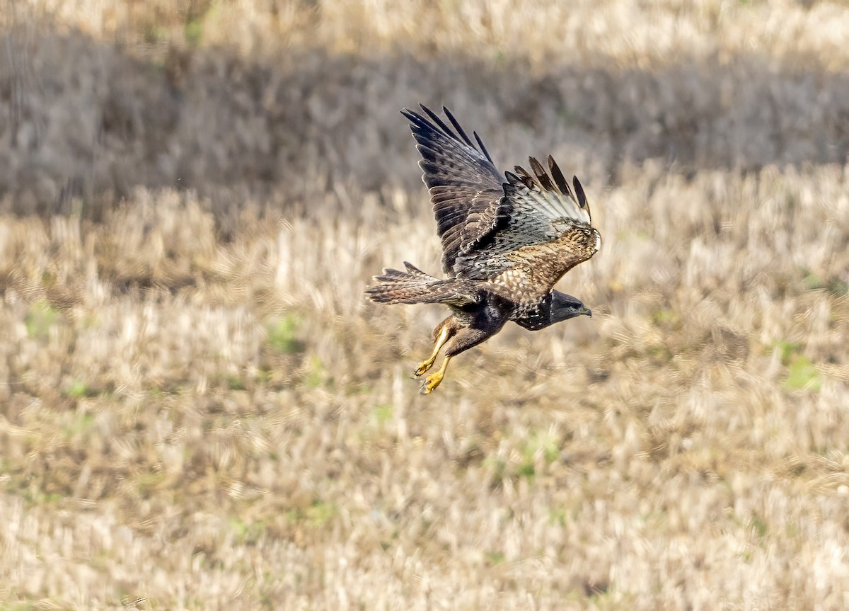 Common Buzzard - ML646339361