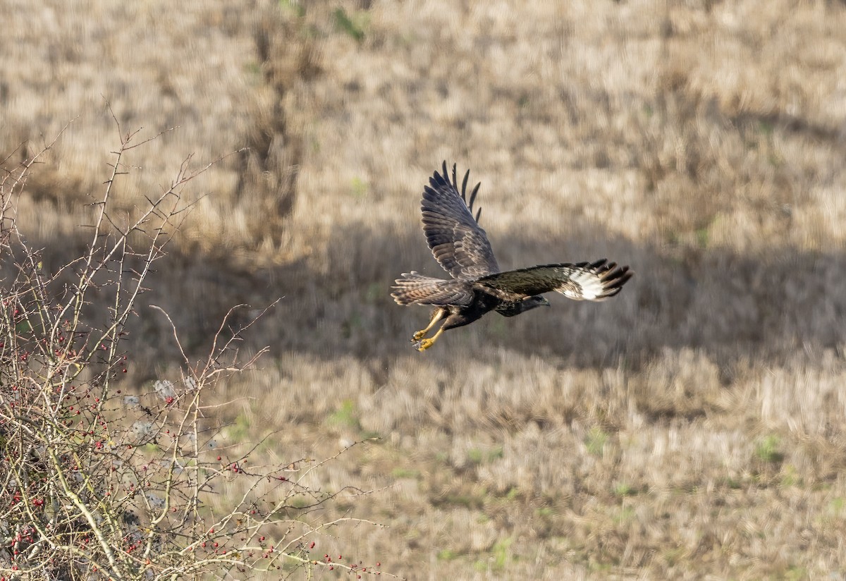 Common Buzzard - ML646339362