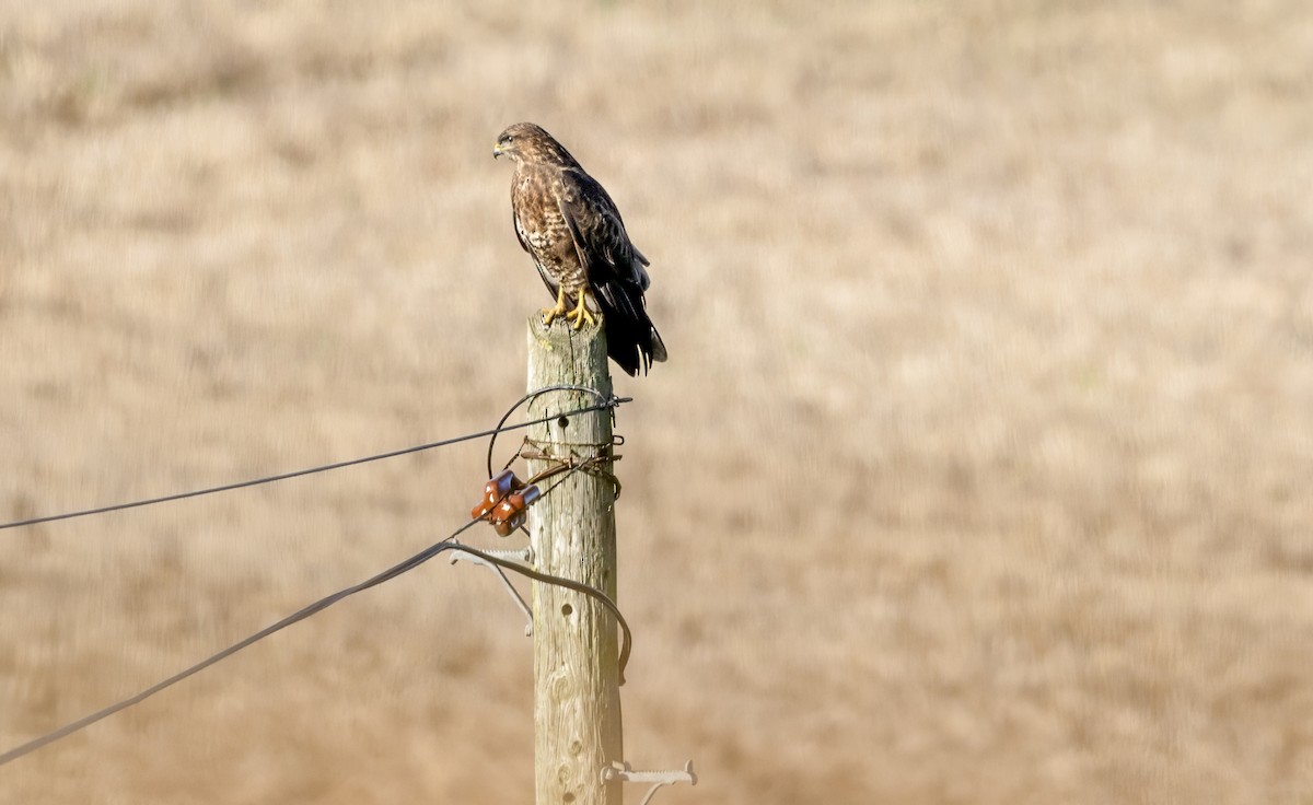 Common Buzzard - ML646339363