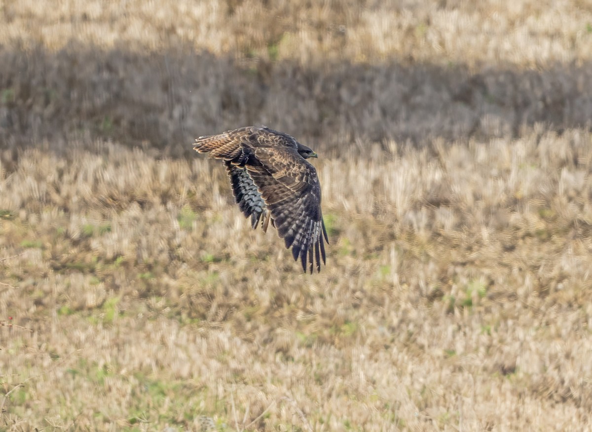Common Buzzard - ML646339364