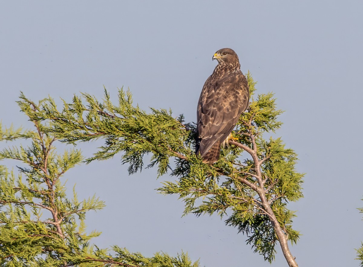 Common Buzzard - ML646339365