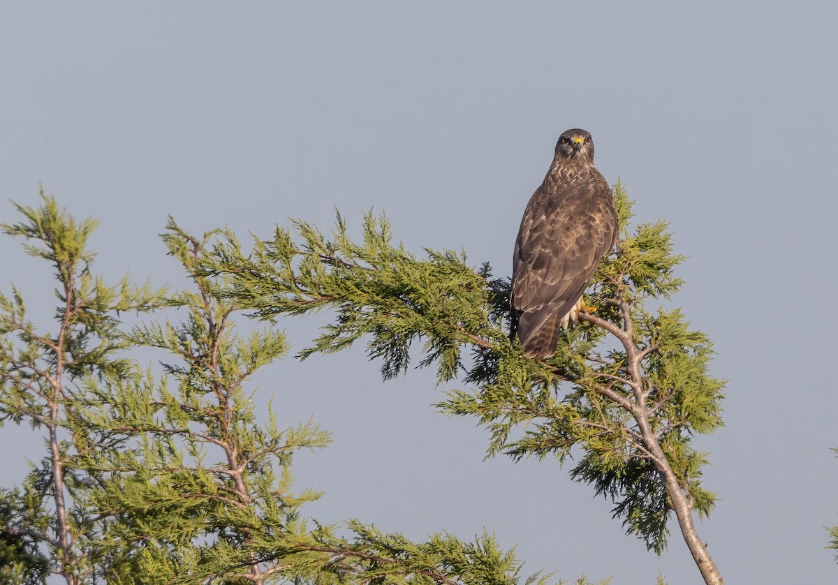 Common Buzzard - ML646339366