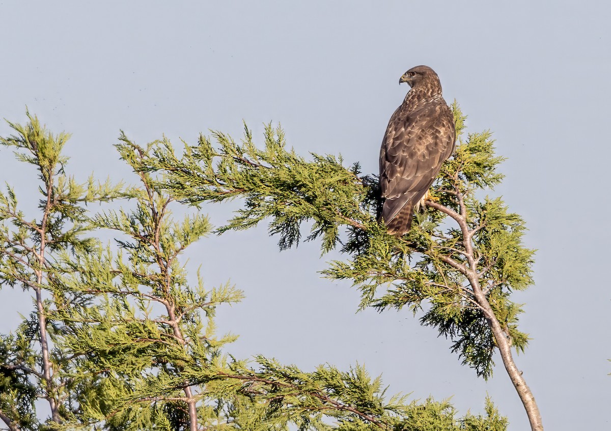 Common Buzzard - ML646339367