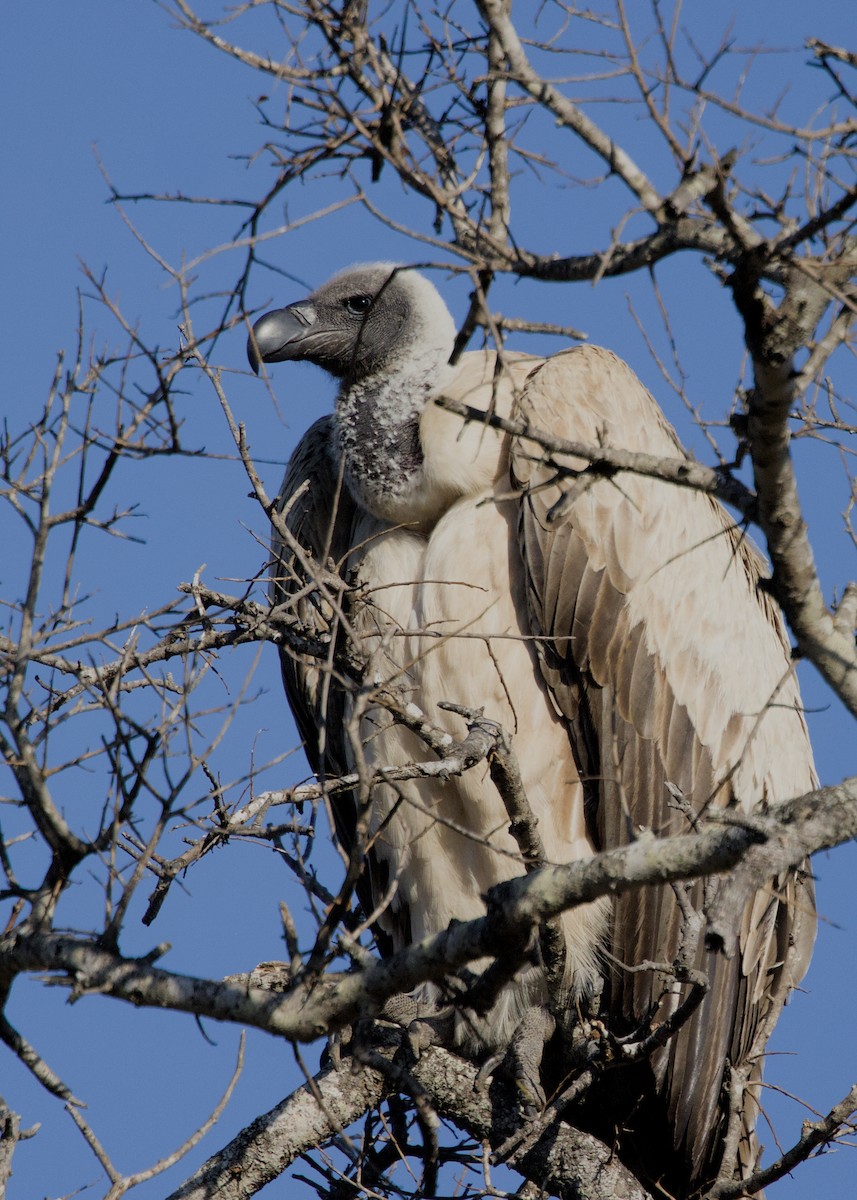 White-backed Vulture - ML646339368