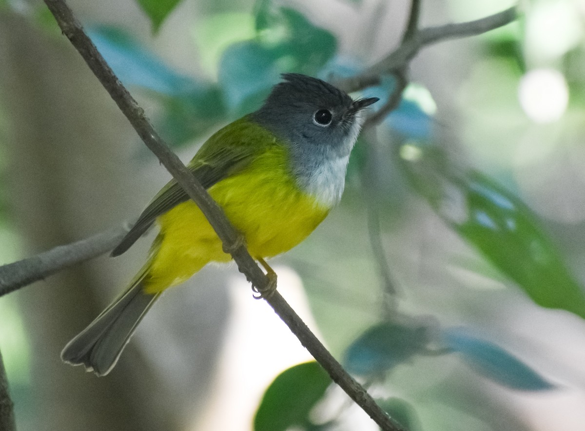 Gray-headed Canary-Flycatcher - ML646339369