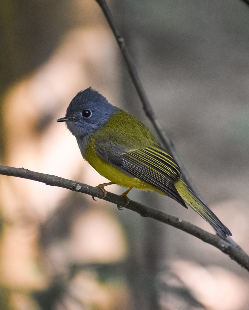 Gray-headed Canary-Flycatcher - ML646339370