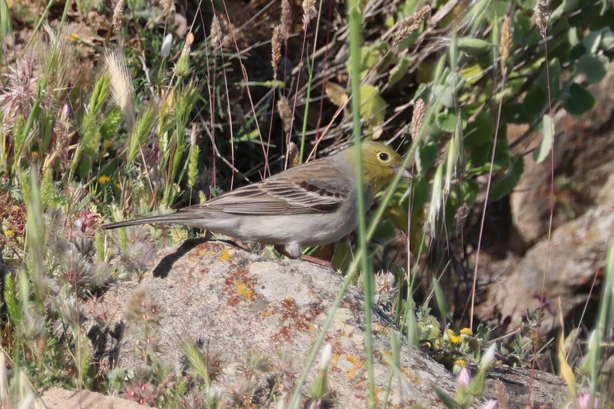 Cinereous Bunting (Gray-bellied) - ML646339371