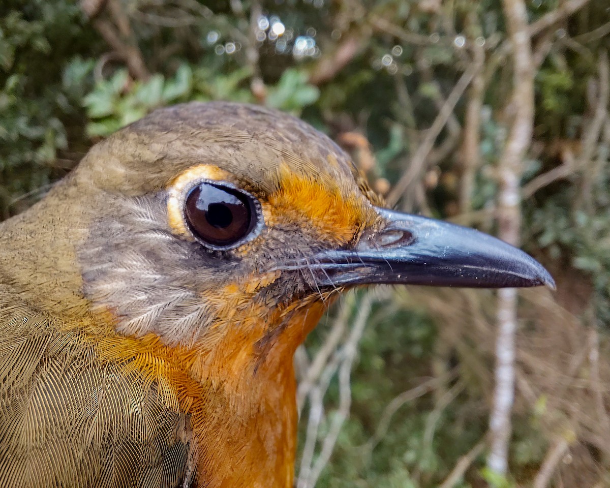 Orange Ground-Thrush - ML646339372
