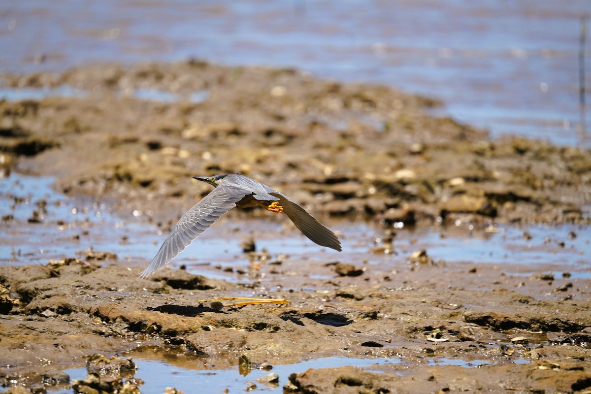 Little Heron - ML646339373