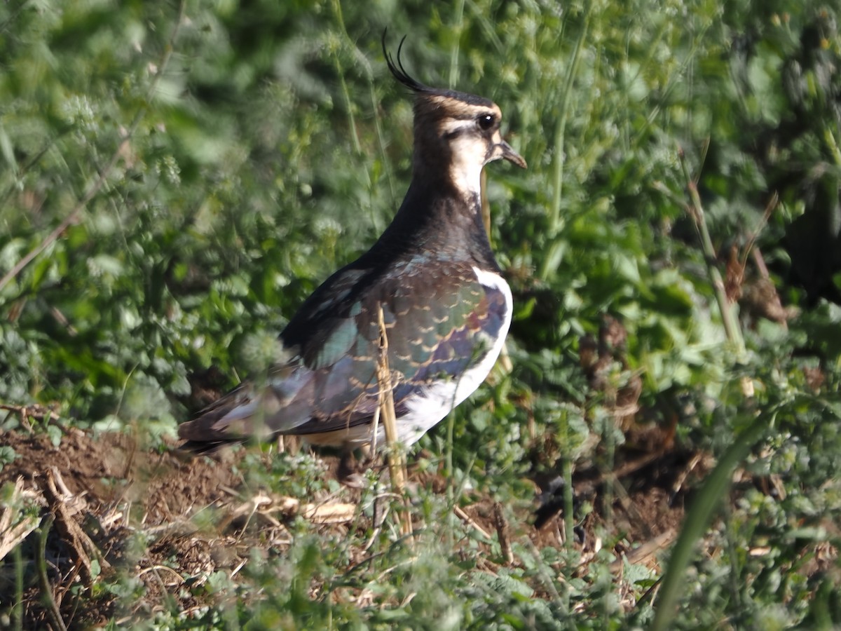 Northern Lapwing - ML646339374