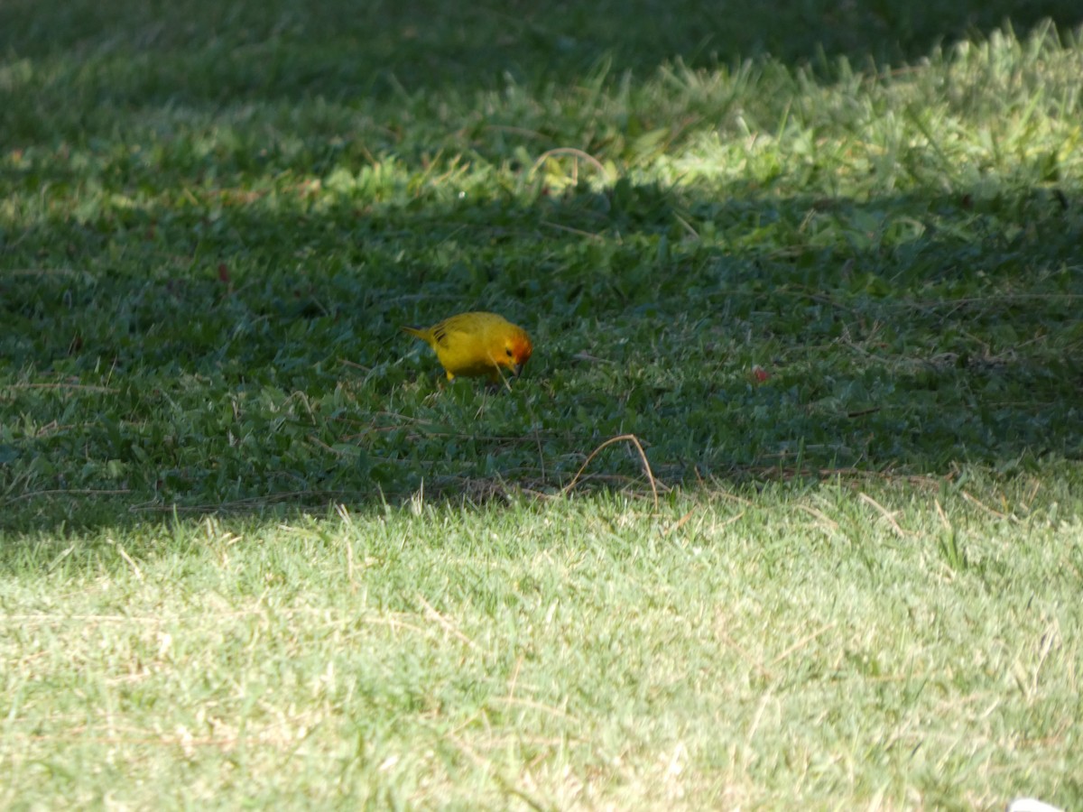 Saffron Finch - ML646339375