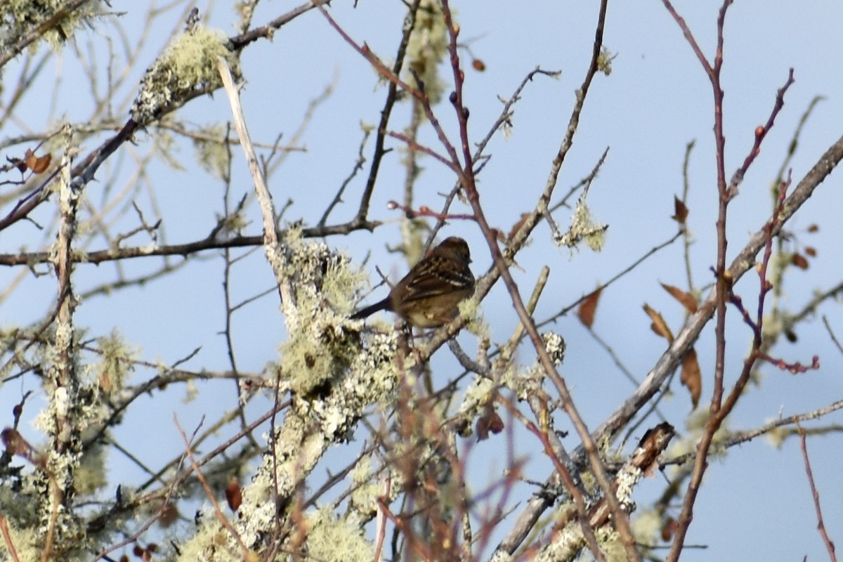 Golden-crowned Sparrow - ML646339376