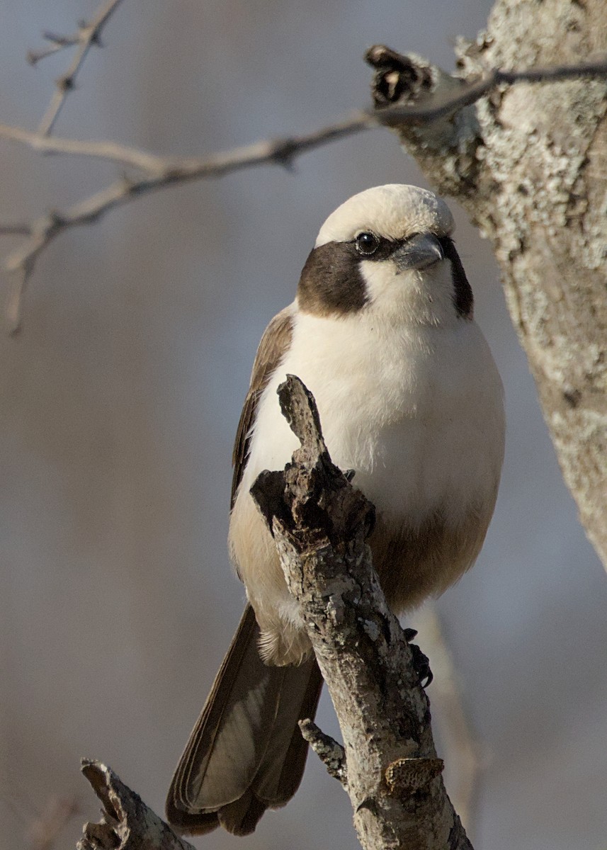 White-crowned Shrike - ML646339378