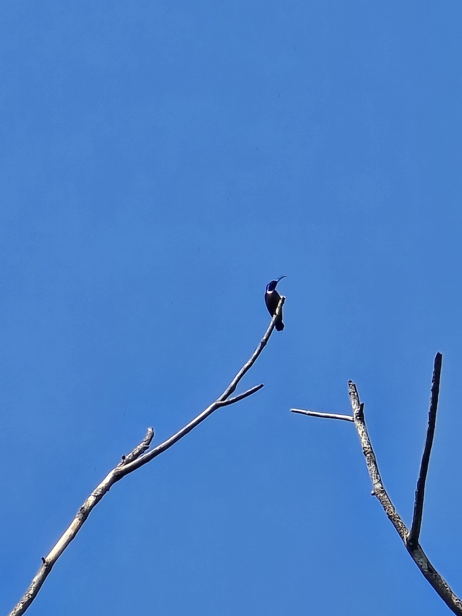 Loten's Sunbird - ML646339380