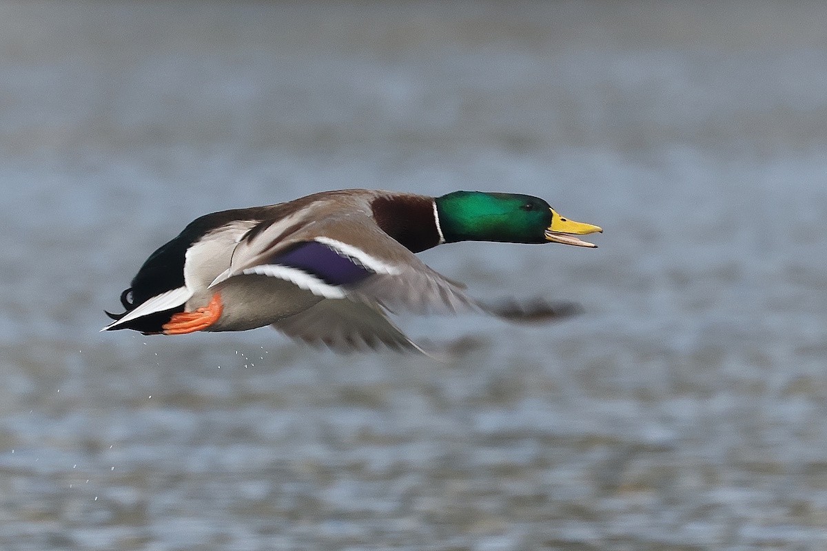 Mallard - ML646339381